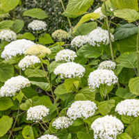 Hydrangea arborescens 'Strong Annabelle'