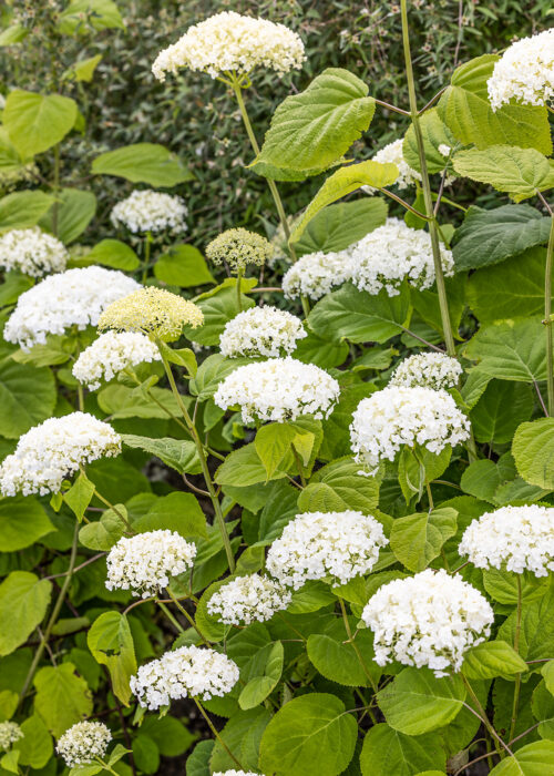 Hydrangea arborescens 'Strong Annabelle' - Obrázek 1