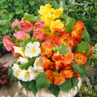 Abutilon 'Bella'