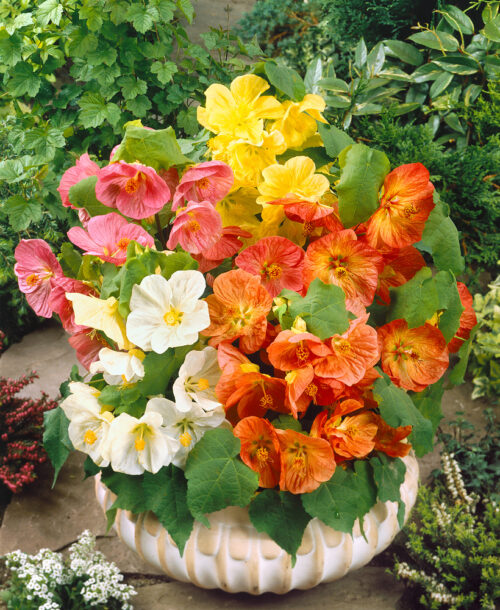 Abutilon 'Bella' - Obrázek 1