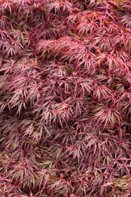 Acer palmatum 'Crimson Princess'