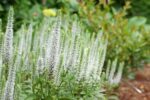 Veronica spicata 'Snow Candles'