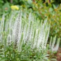 Veronica spicata 'Snow Candles'