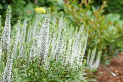 Veronica spicata 'Snow Candles' - Obrázek 1