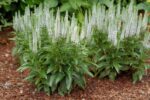 Veronica spicata 'Snow Candles' - Obrázek 2