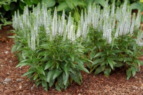 Veronica spicata 'Snow Candles' - Obrázek 2