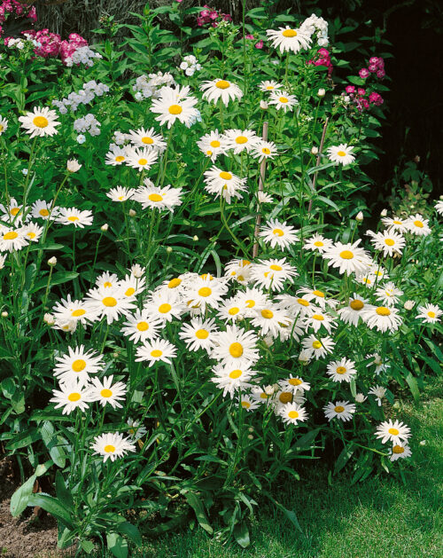 Leucanthemum vulgare 'Maikönigin' - Obrázek 1