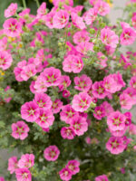 Anisodontea capensis - Obrázek 2