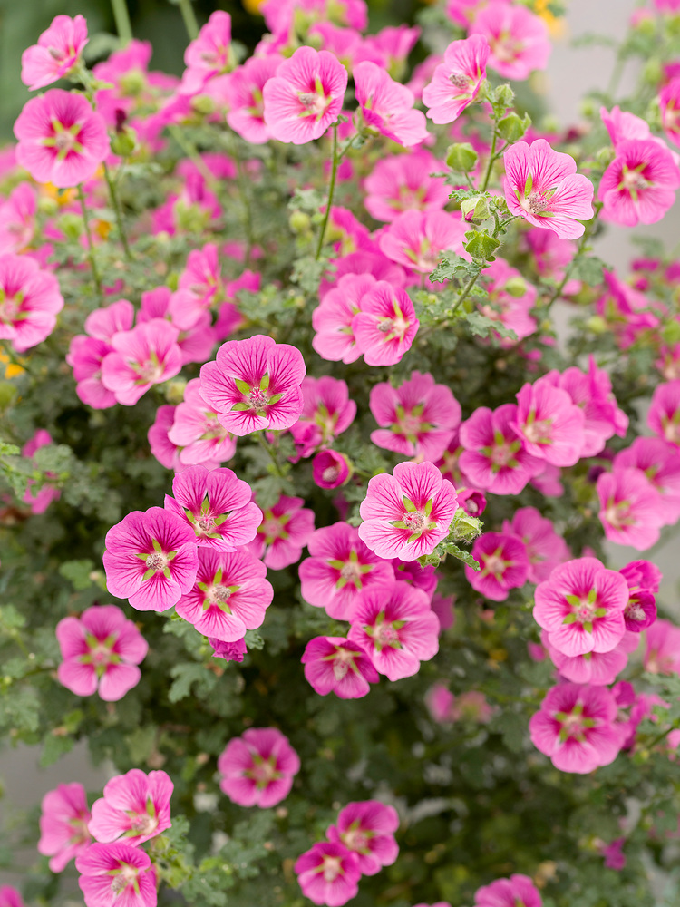 Anisodontea capensis