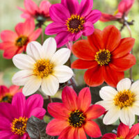 Dahlia 'Happy Days Mix'