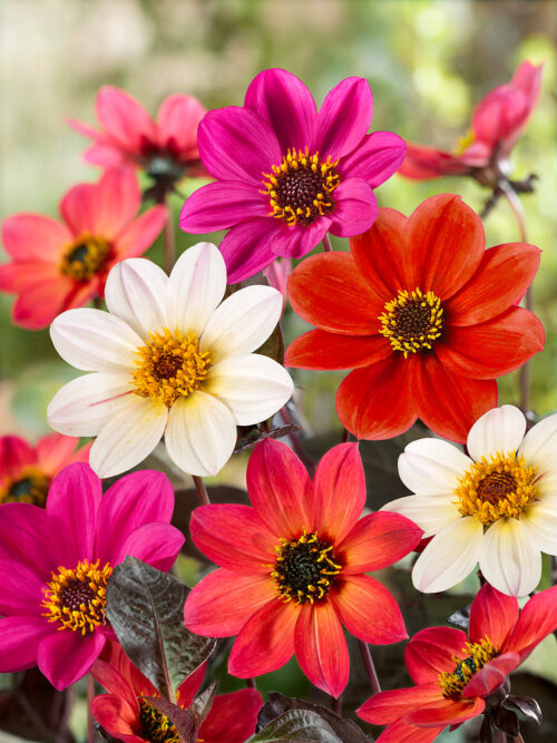 Dahlia 'Happy Days Mix' - Obrázek 1
