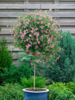 Anisodontea capensis