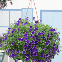 Petunia 'Picotee Blue' F1-P27 závěs