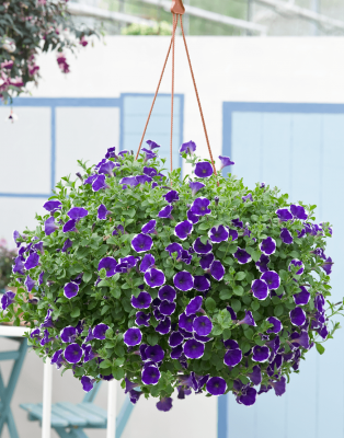 Petunia 'Picotee Blue' F1-P27 závěs