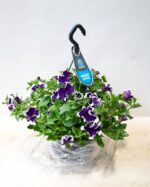 Petunia 'Picotee Blue' F1-P27 závěs - Obrázek 2