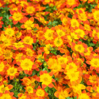 Bidens ferulifolia - velkokvětá