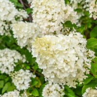 Hydrangea paniculata 'Polar Bear'®