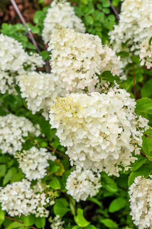 Hydrangea paniculata 'Polar Bear'® - Image 1