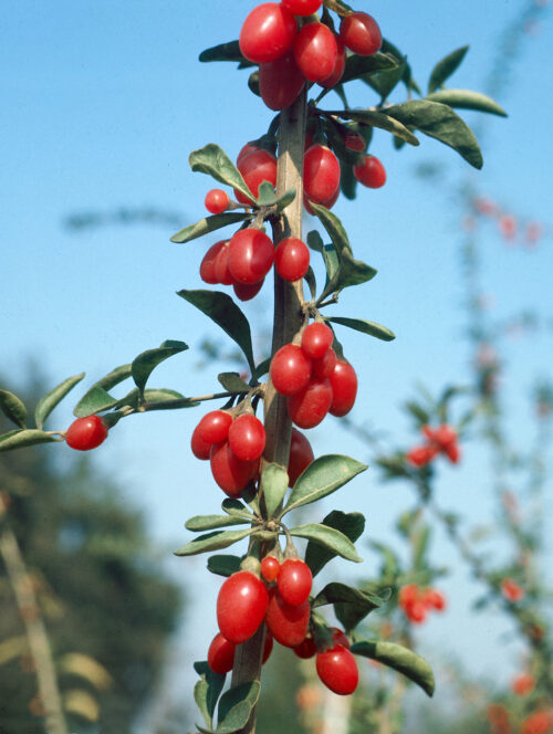 Lycium barbarum - Obrázek 1