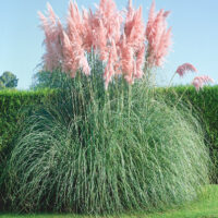 Cortaderia selloana 'Rose Plume'