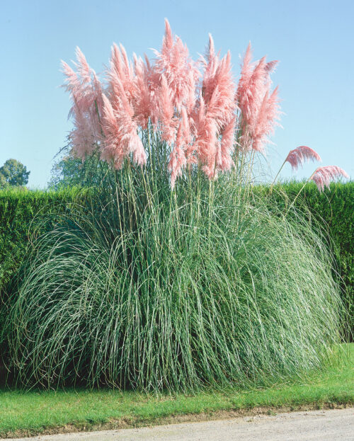 Cortaderia selloana 'Rose Plume' - Obrázek 1