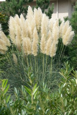 Cortaderia selloana 'White Plume'