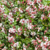 Geranium cantabrigiense 'Biokovo'