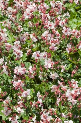 Geranium cantabrigiense 'Biokovo'