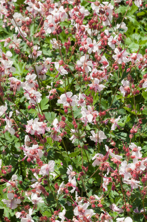 Geranium cantabrigiense 'Biokovo' - Obrázek 1