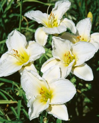 Hemerocallis hybrida 'Gentle Shepherd'
