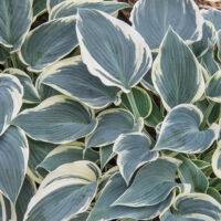 Hosta hybrida 'El Nino'