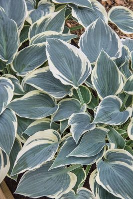 Hosta hybrida 'El Nino'