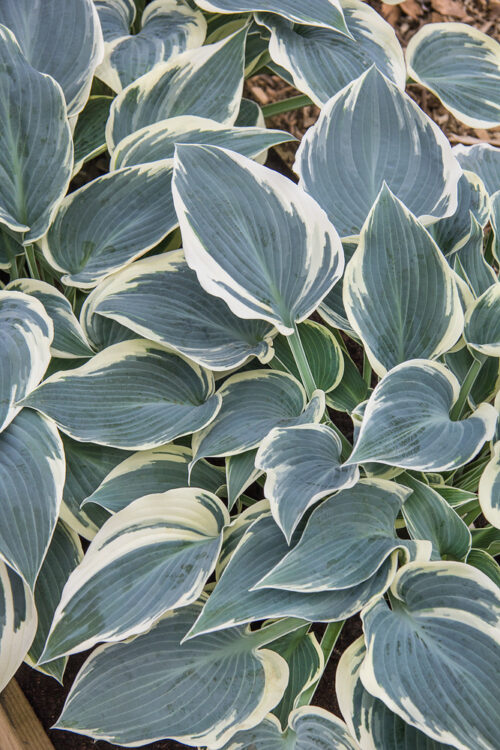 Hosta hybrida 'El Nino' - Obrázek 1