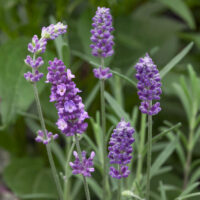 Lavandula angustifolia 'Ellagance Purple'