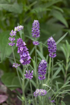 Lavandula angustifolia 'Ellagance Purple'