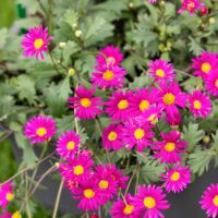 Brachycome multifida 'Magenta Delight'