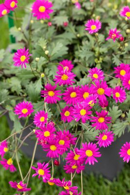 Brachycome multifida 'Magenta Delight'