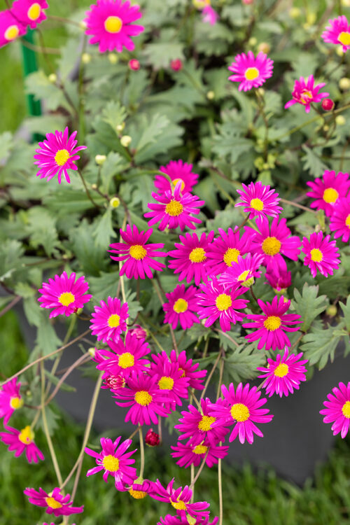 Brachycome multifida 'Magenta Delight' - Obrázek 1