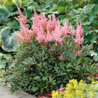 Astilbe japonica 'Vesuvius'