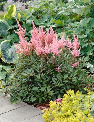 Astilbe japonica 'Vesuvius'