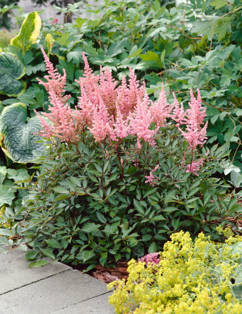 Astilbe japonica 'Vesuvius' - Obrázek 1