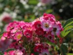 Rosa 'Rosy Boom'®Mini - Image 3
