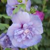 Hibiscus syriacus 'Blue Chiffon'® - C2,5L 20-30 CM