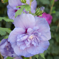 Hibiscus syriacus ´Blue Chiffon´® - stromkový KM40