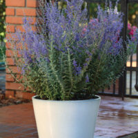 Perovskia atriplicifolia 'Blue Steel'