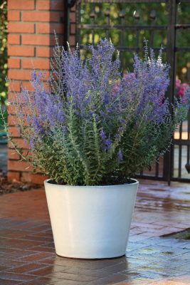 Perovskia atriplicifolia 'Blue Steel'