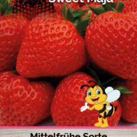 Jahodník 'Sweet Maja'