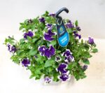 Petunia 'Picotee Blue' F1-P27 závěs - Obrázek 3