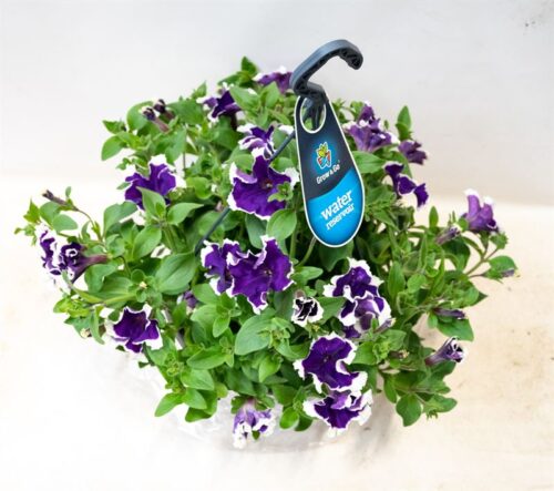 Petunia 'Picotee Blue' F1-P27 závěs - Obrázek 3