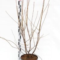 Amelanchier lamarckii - Kontejner 7,5L, v. 80-100 CM-keř